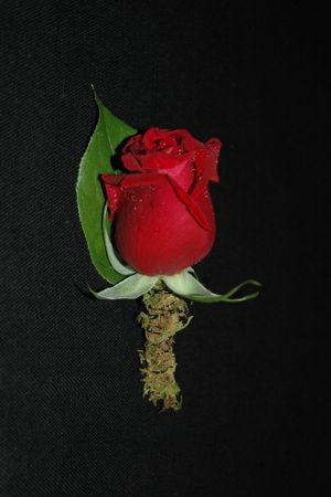 Red Rose & Moss